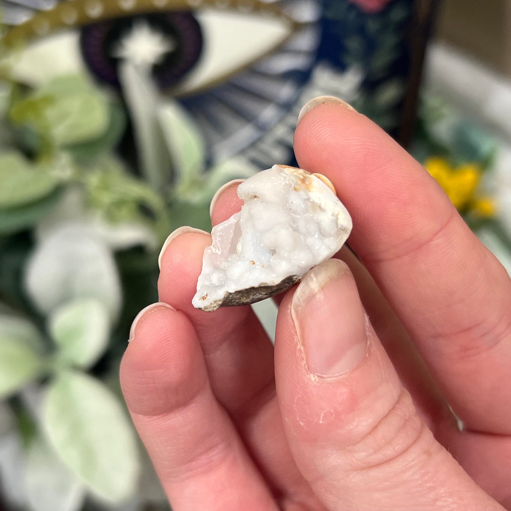 Fossilized Spiralite Quartz Shells | Druzy Quartz Shell | Fossilized Seashell