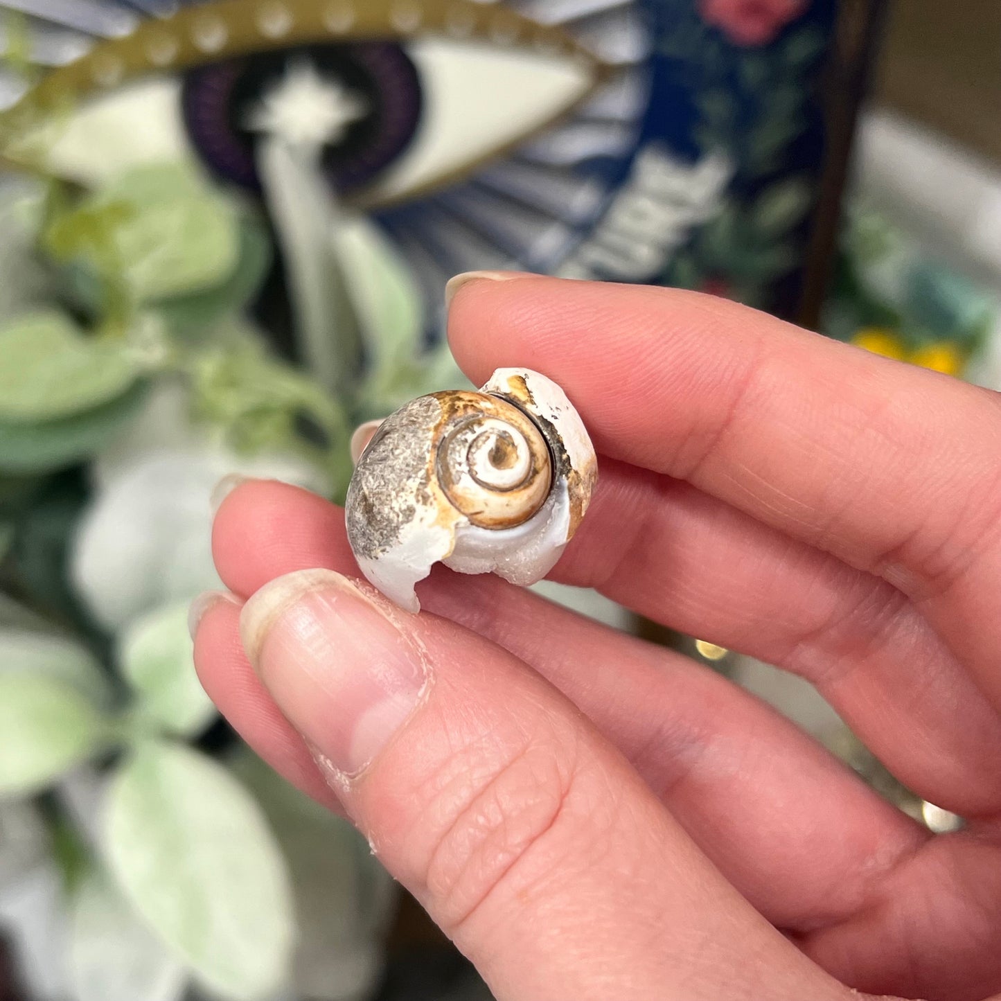 Fossilized Spiralite Quartz Shells | Druzy Quartz Shell | Fossilized Seashell
