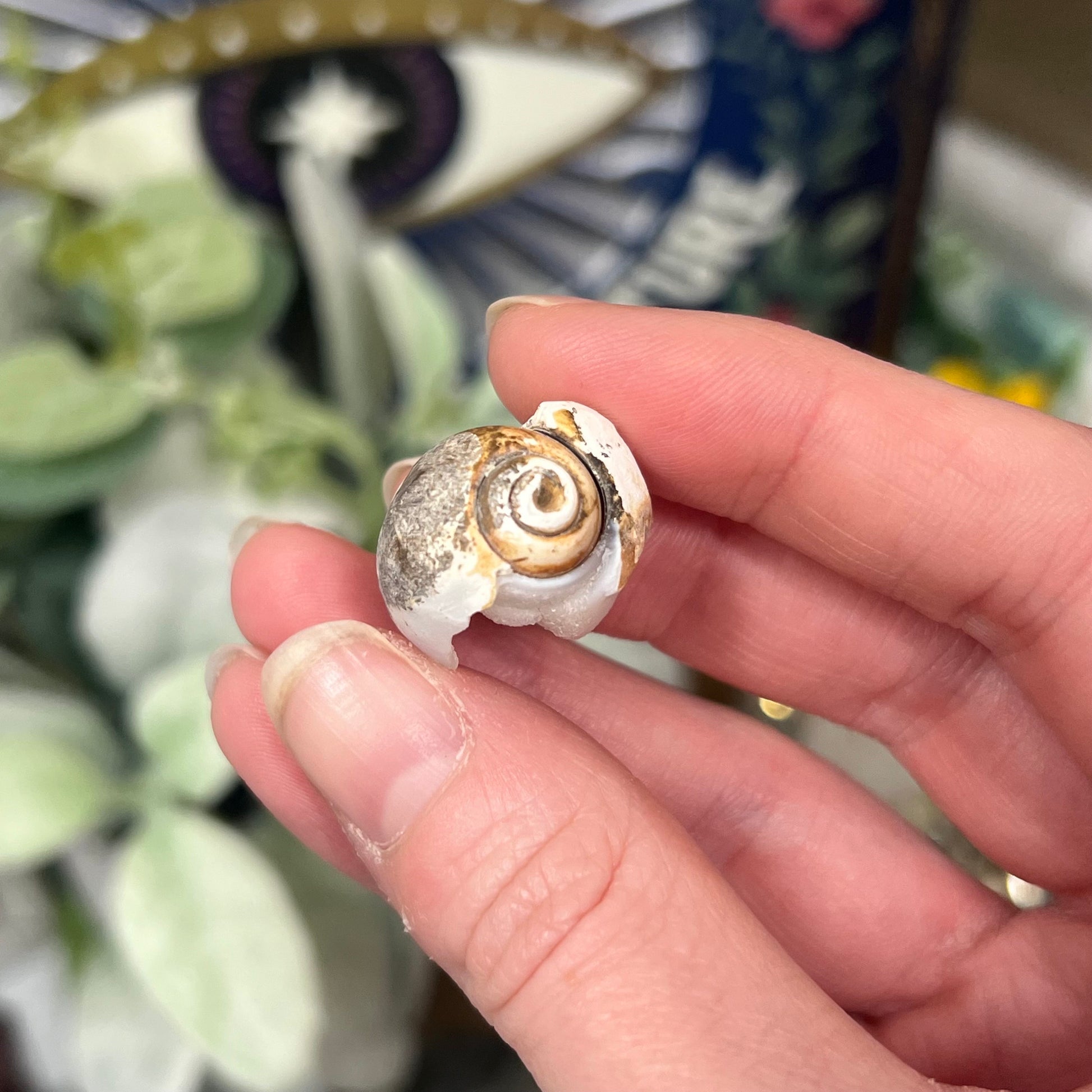 Fossilized Spiralite Quartz Shells | Druzy Quartz Shell | Fossilized Seashell