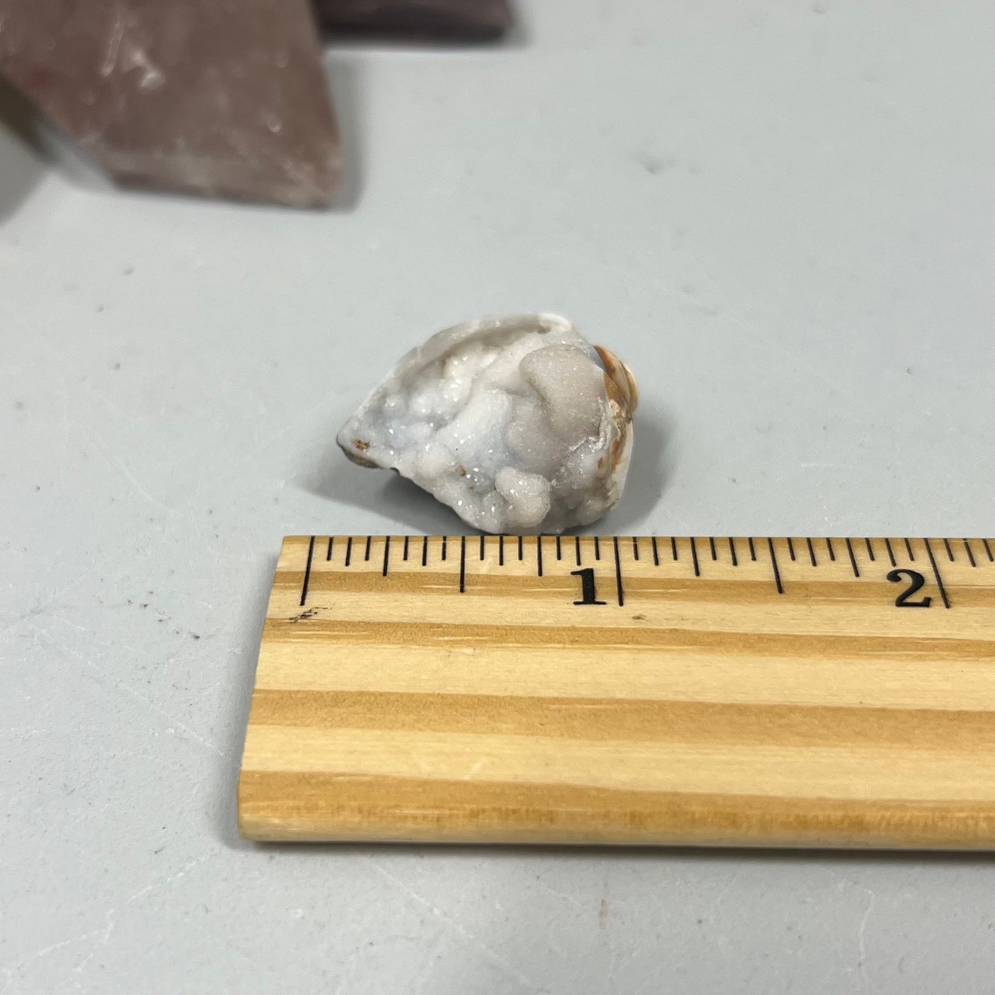 Fossilized Spiralite Quartz Shells | Druzy Quartz Shell | Fossilized Seashell