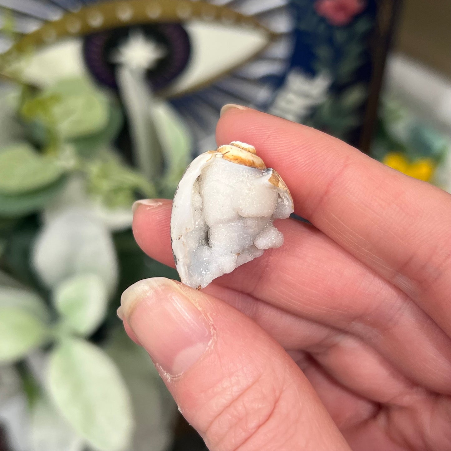 Fossilized Spiralite Quartz Shells | Druzy Quartz Shell | Fossilized Seashell