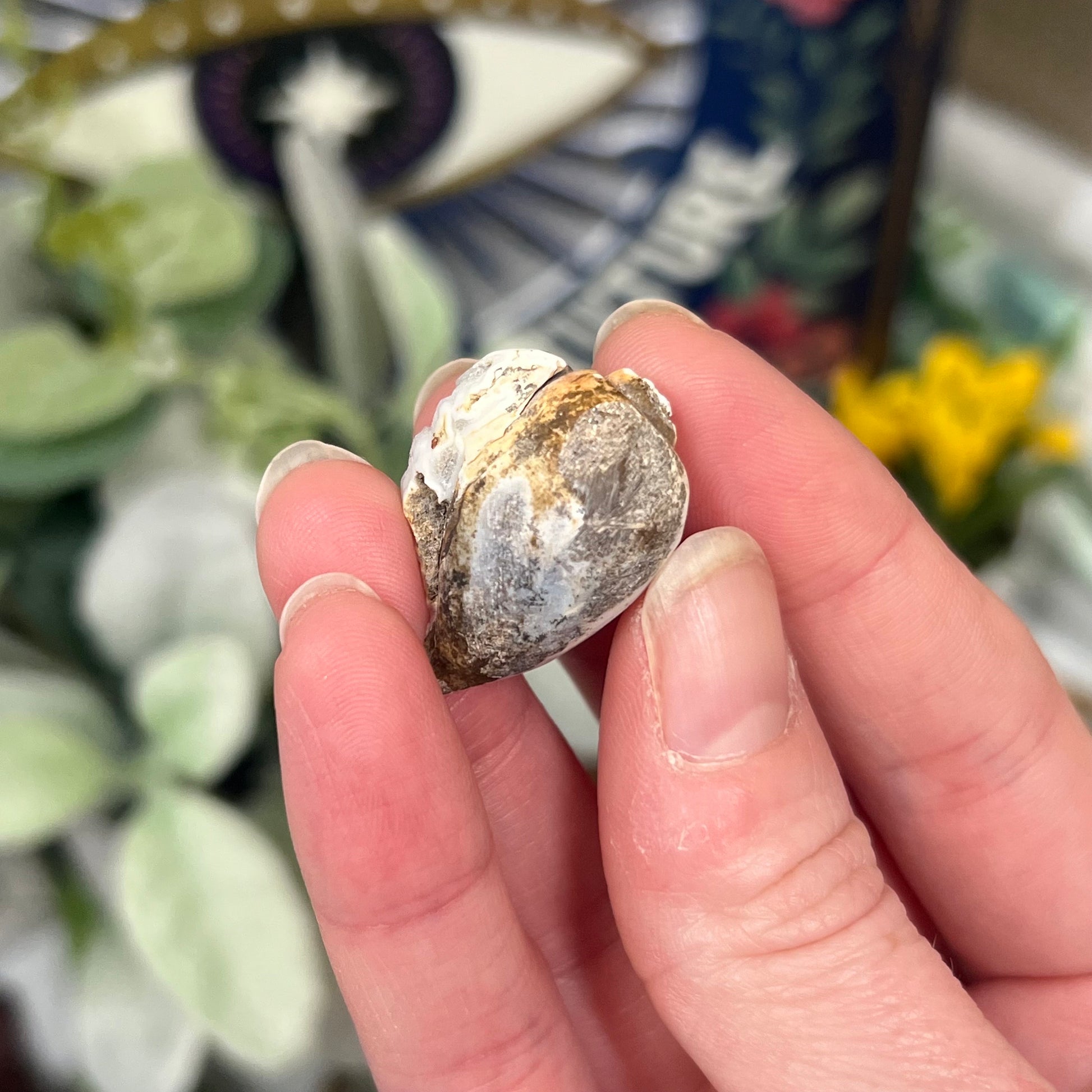 Fossilized Spiralite Quartz Shells | Druzy Quartz Shell | Fossilized Seashell