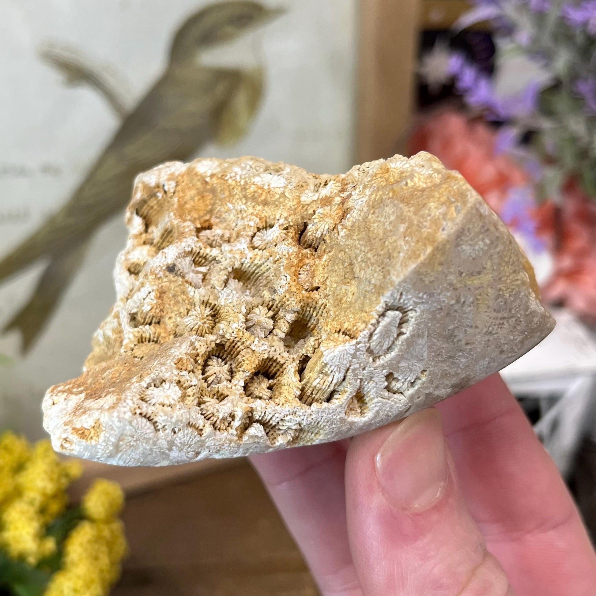 Top-Polished Fossilized Coral from Indonesia | Fossil Coral