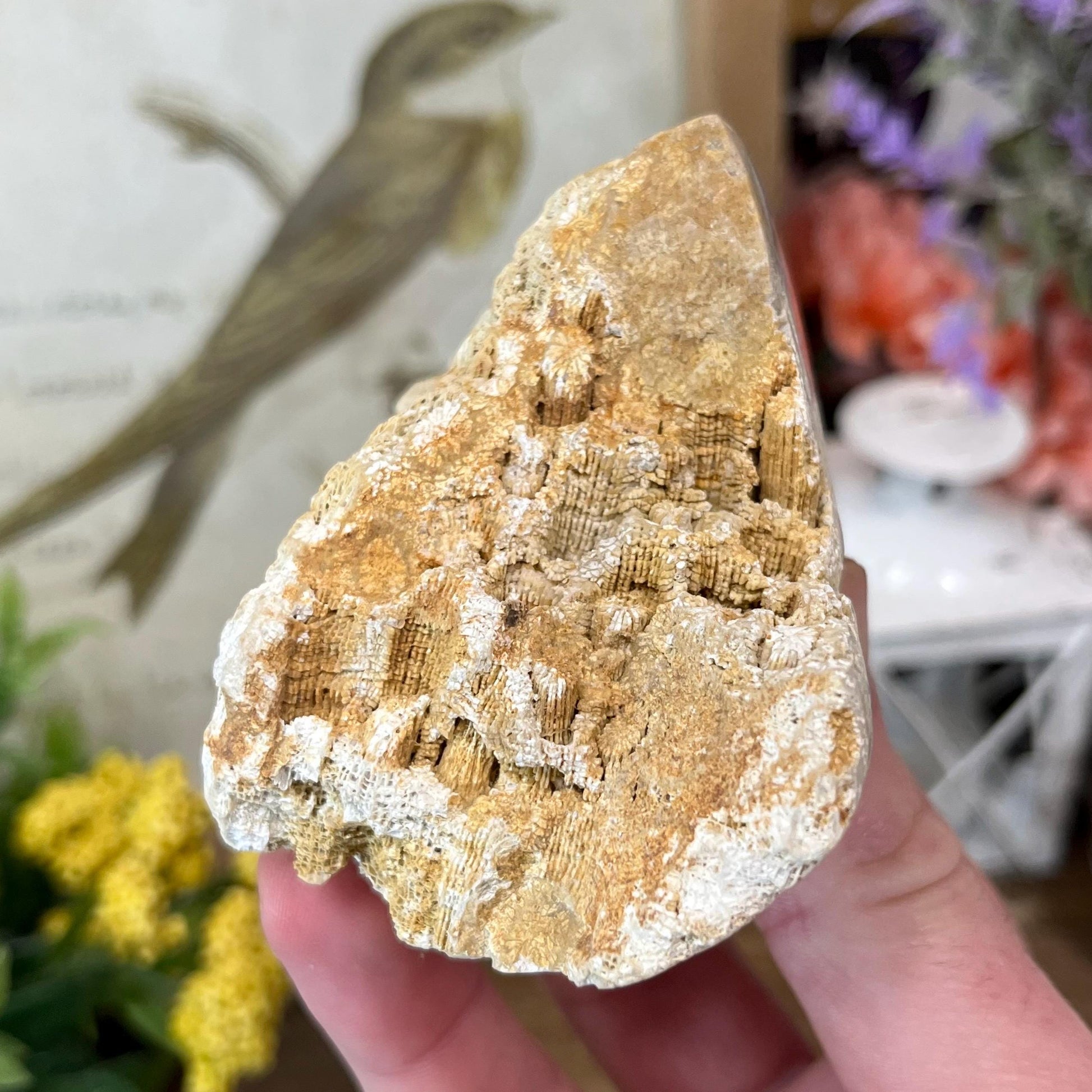 Top-Polished Fossilized Coral from Indonesia | Fossil Coral