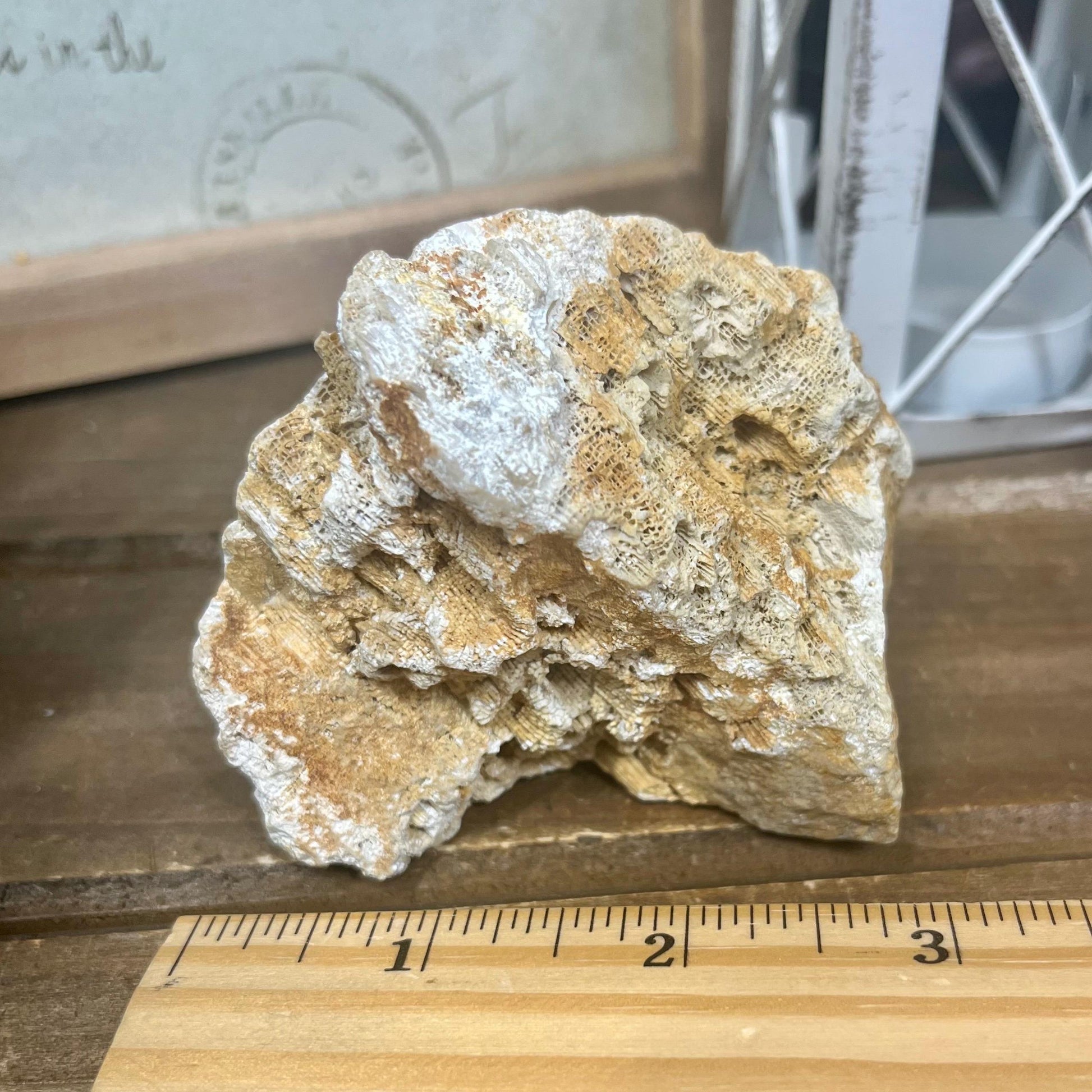 Top-Polished Fossilized Coral from Indonesia | Fossil Coral