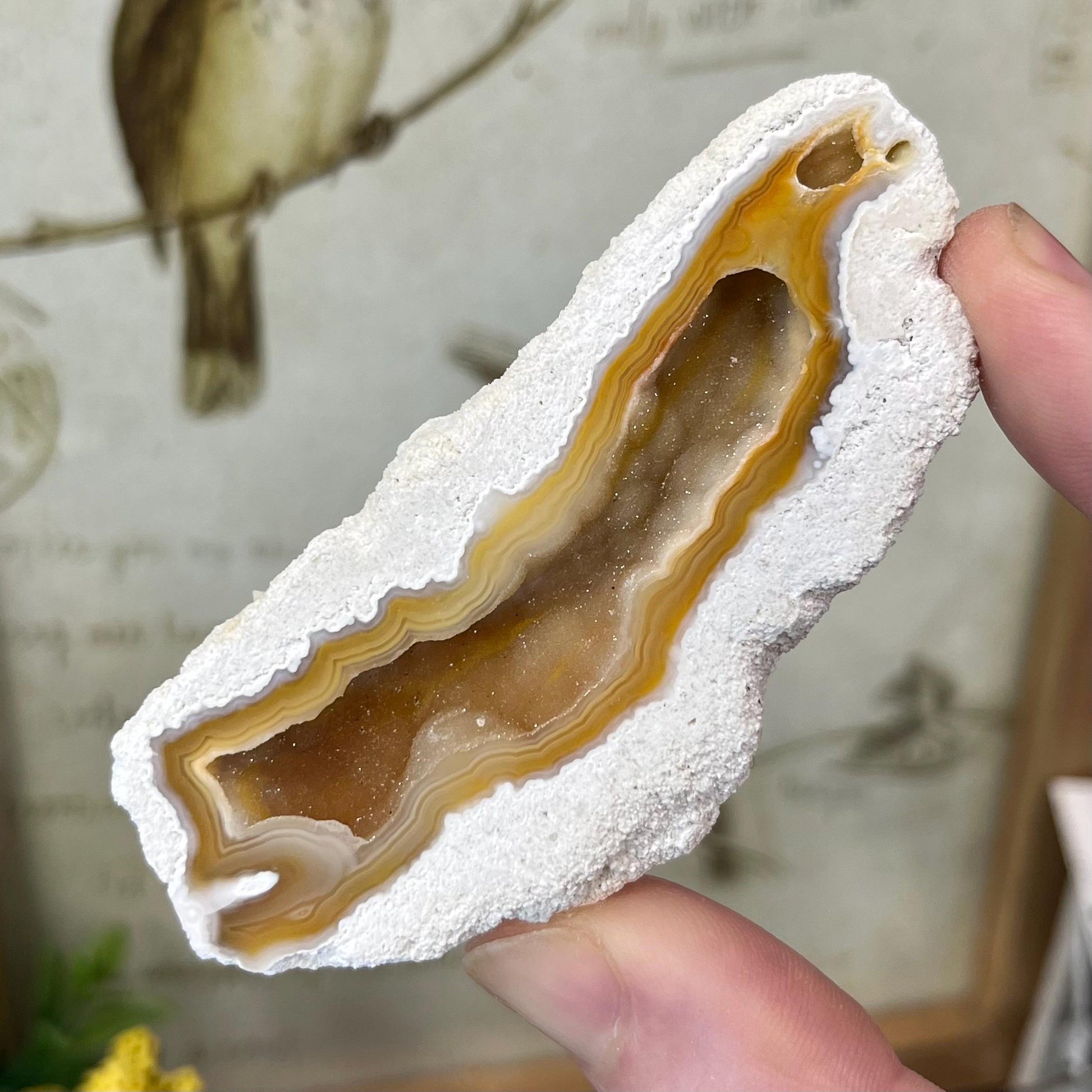 High Quality Agatized Coral | Florida Fossilized Coral | UV Reactive Coral Fossil | Coral Geode