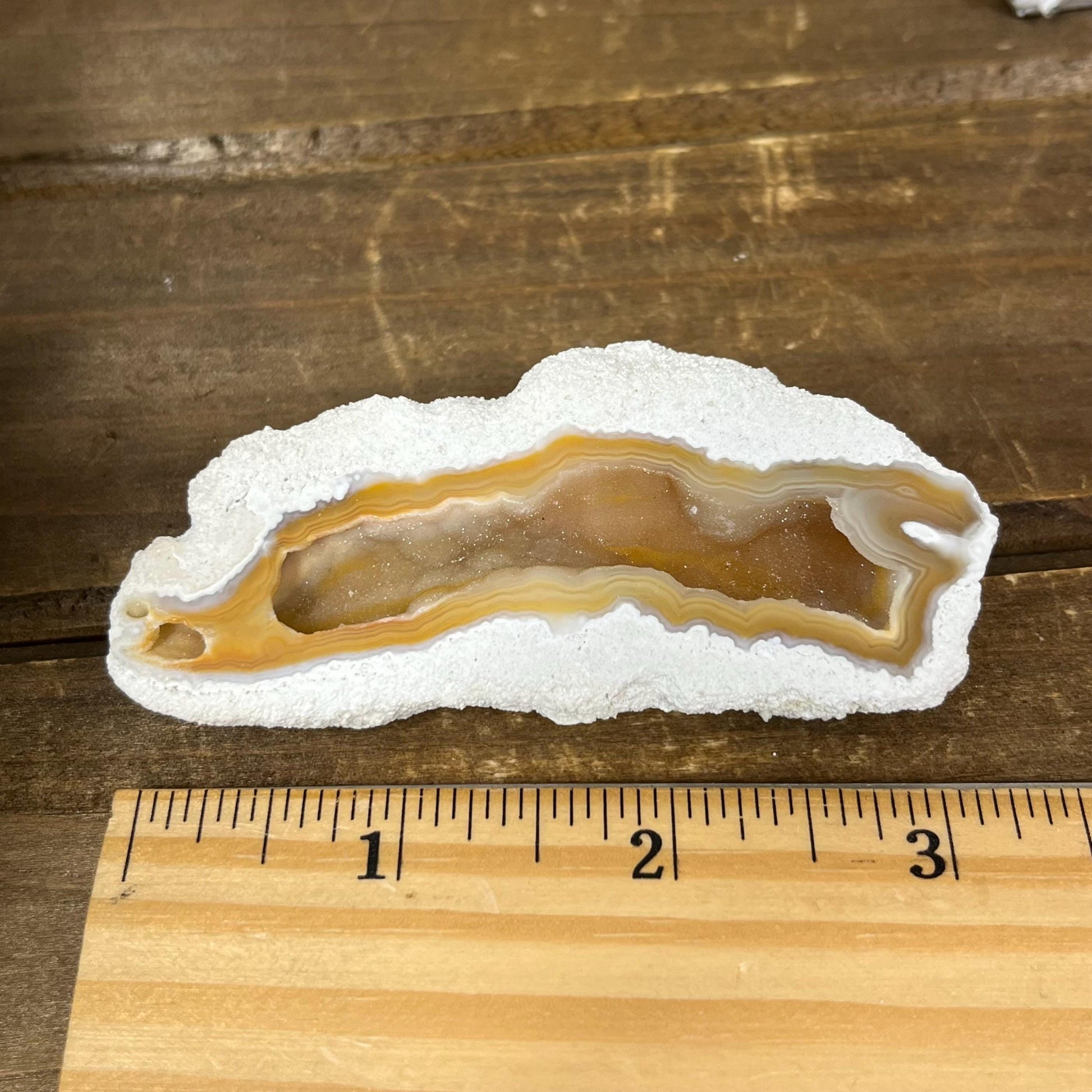 High Quality Agatized Coral | Florida Fossilized Coral | UV Reactive Coral Fossil | Coral Geode