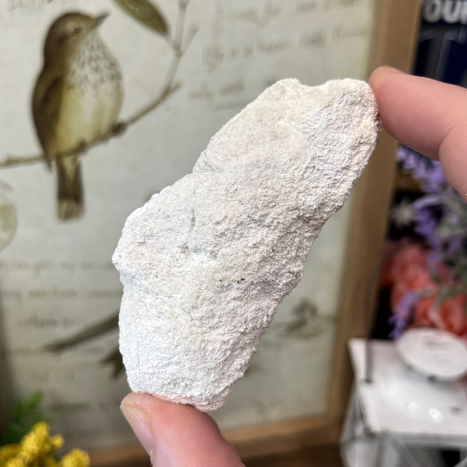 High Quality Agatized Coral | Florida Fossilized Coral | UV Reactive Coral Fossil | Coral Geode