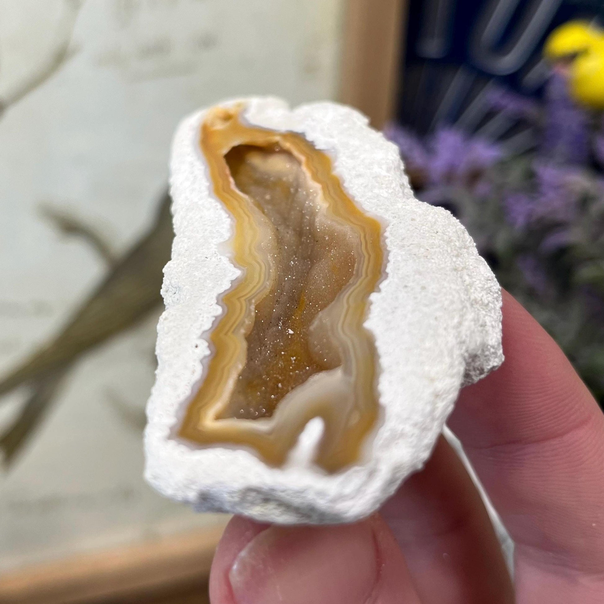 High Quality Agatized Coral | Florida Fossilized Coral | UV Reactive Coral Fossil | Coral Geode