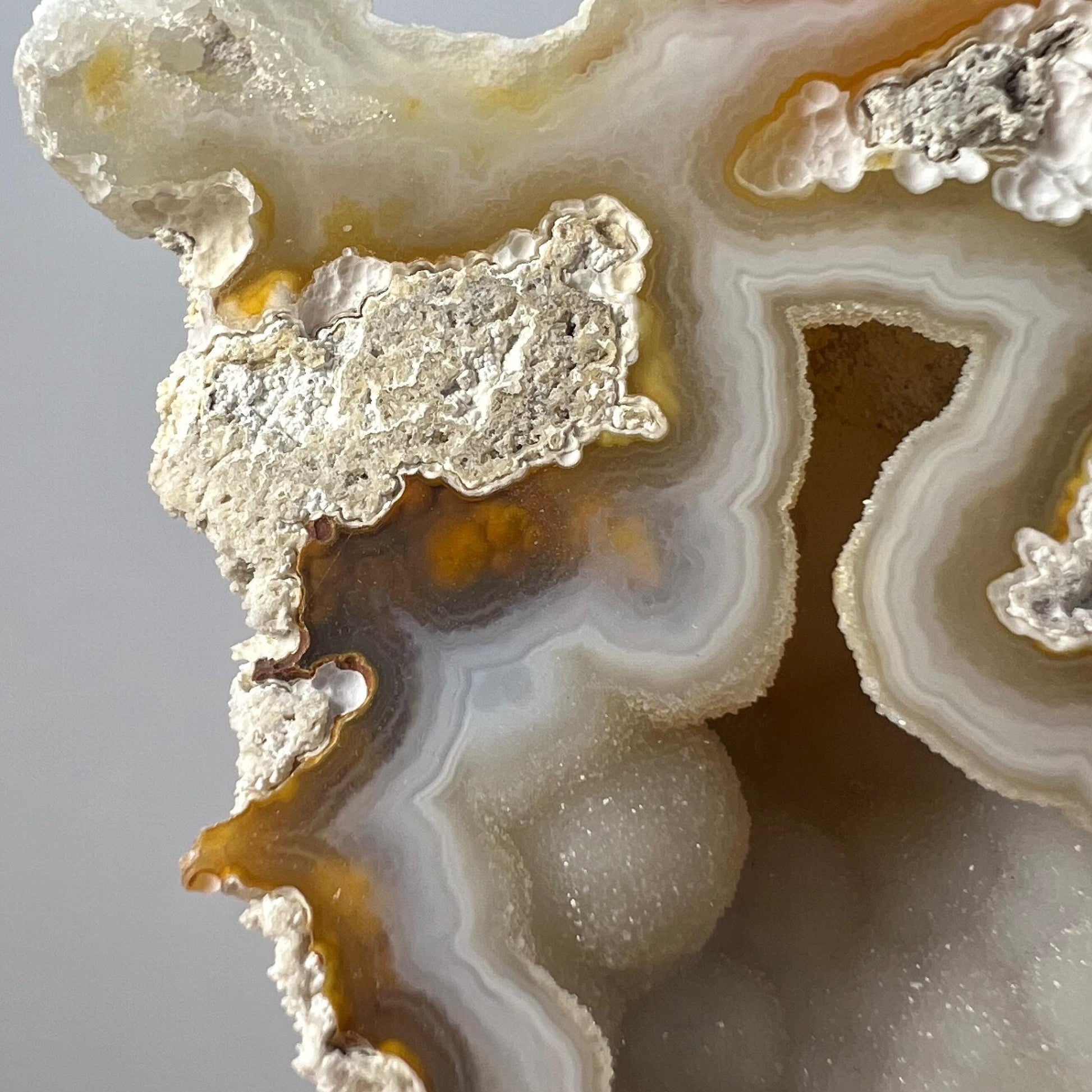 High Quality Agatized Coral | Florida Fossilized Coral | UV Reactive Coral Fossil | Coral Geode