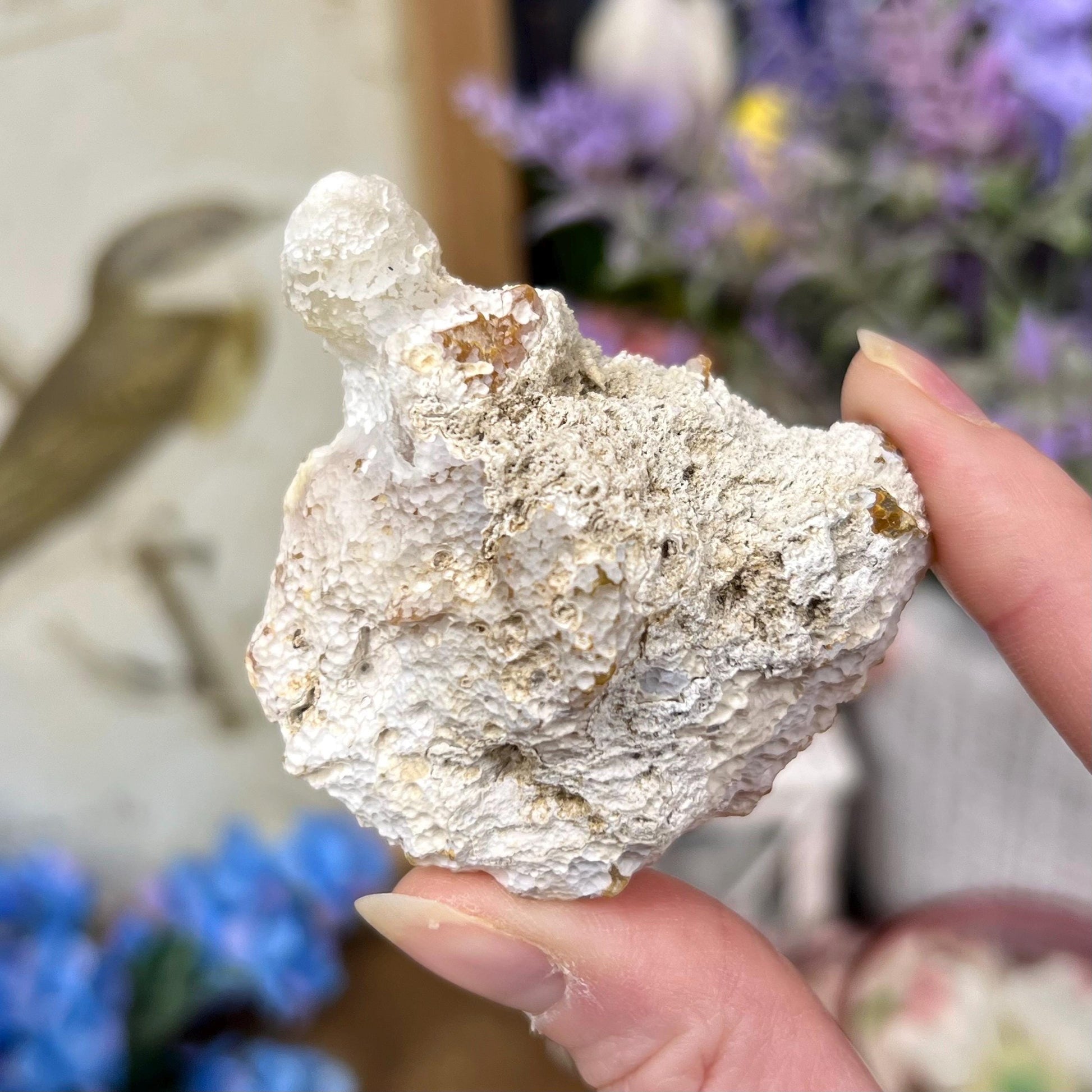 High Quality Agatized Coral | Florida Fossilized Coral | UV Reactive Coral Fossil | Coral Geode