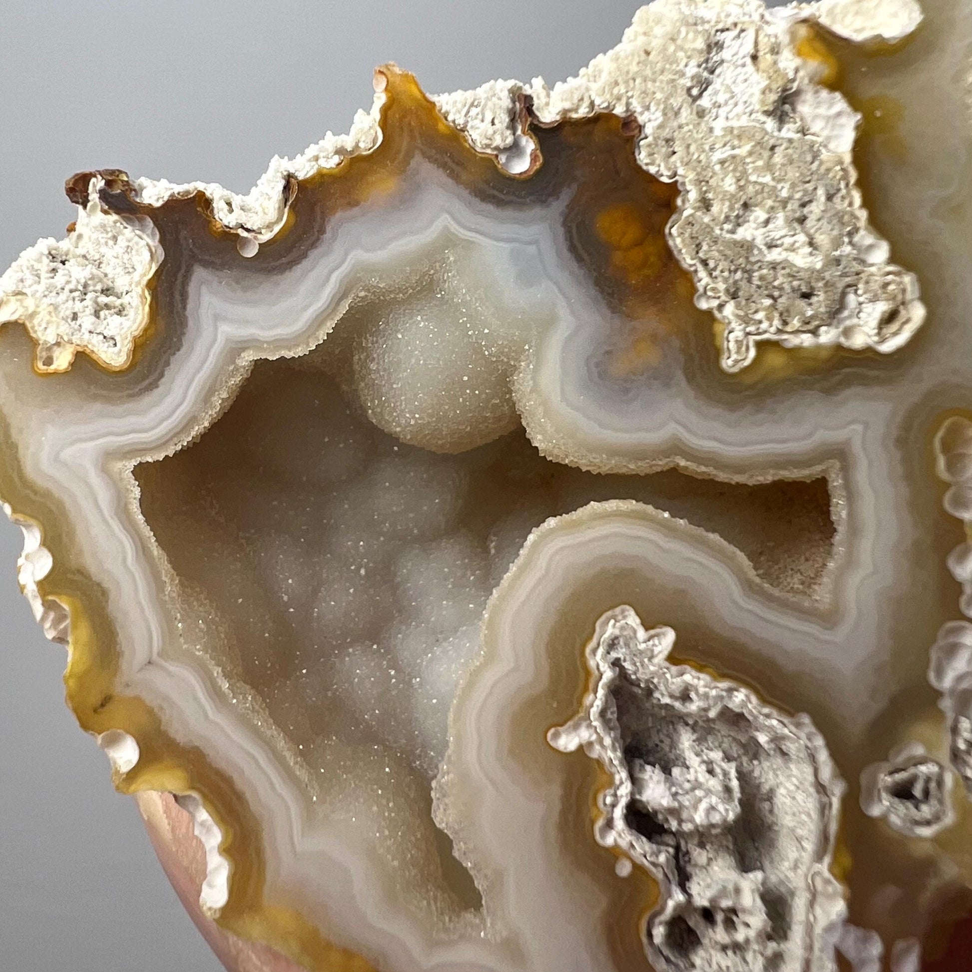 High Quality Agatized Coral | Florida Fossilized Coral | UV Reactive Coral Fossil | Coral Geode