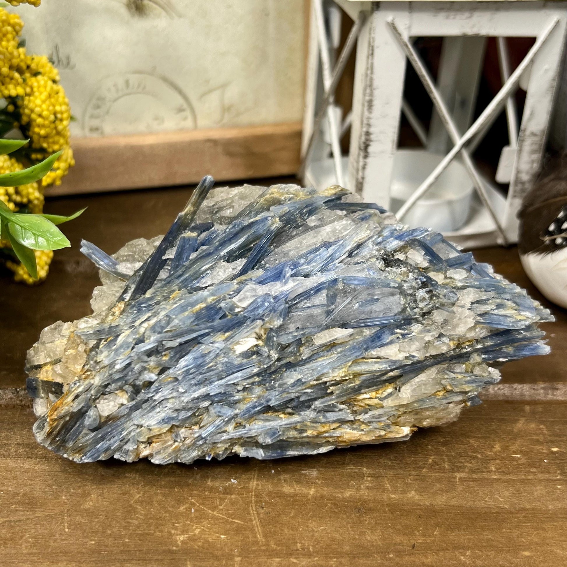 Amazing Blue Kyanite in Quartz Specimen | Raw Blue Kyanite Blades | Kyanite Cluster