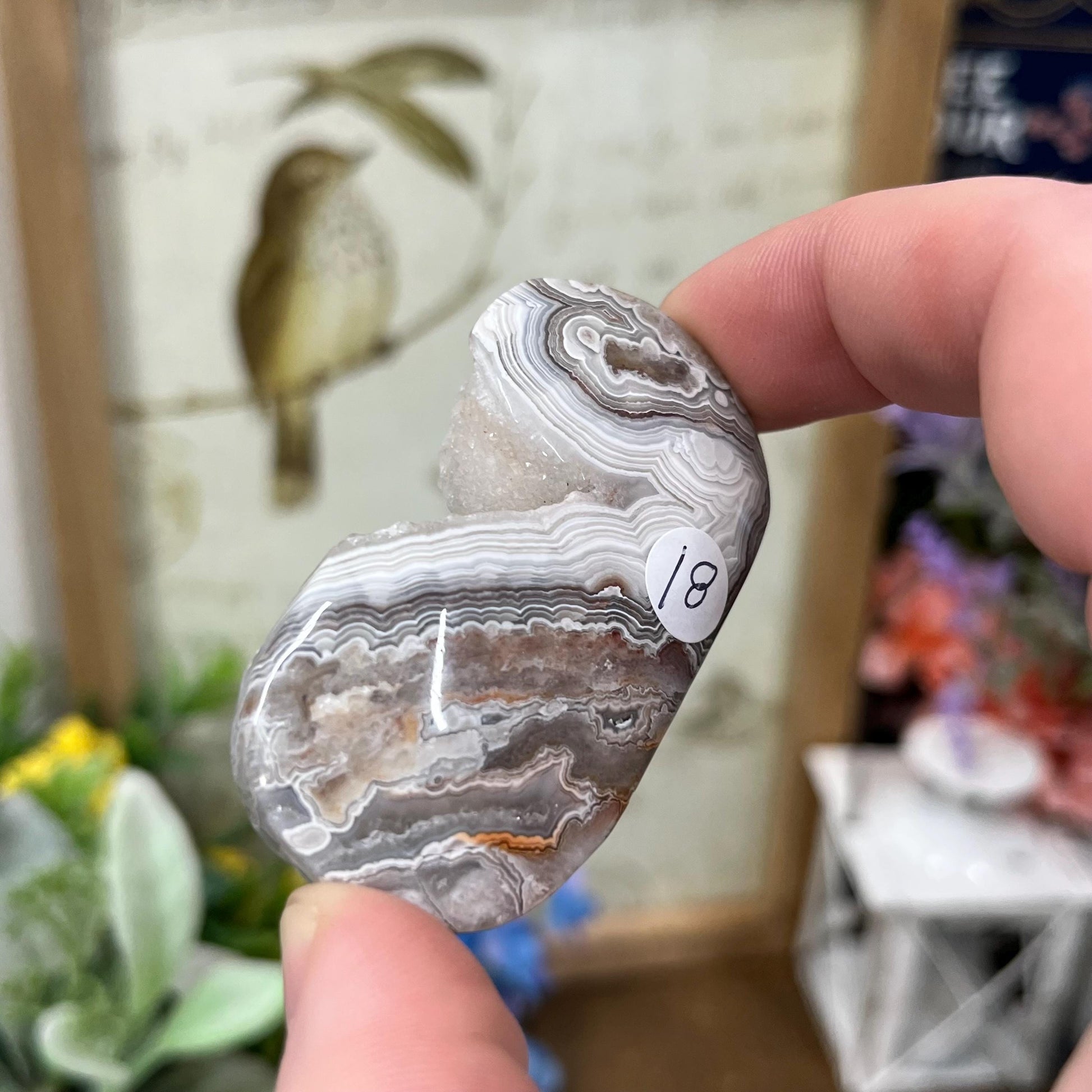 Druzy Mexican Lace Agate Palm | Banded Agate | Crazy Lace Agate