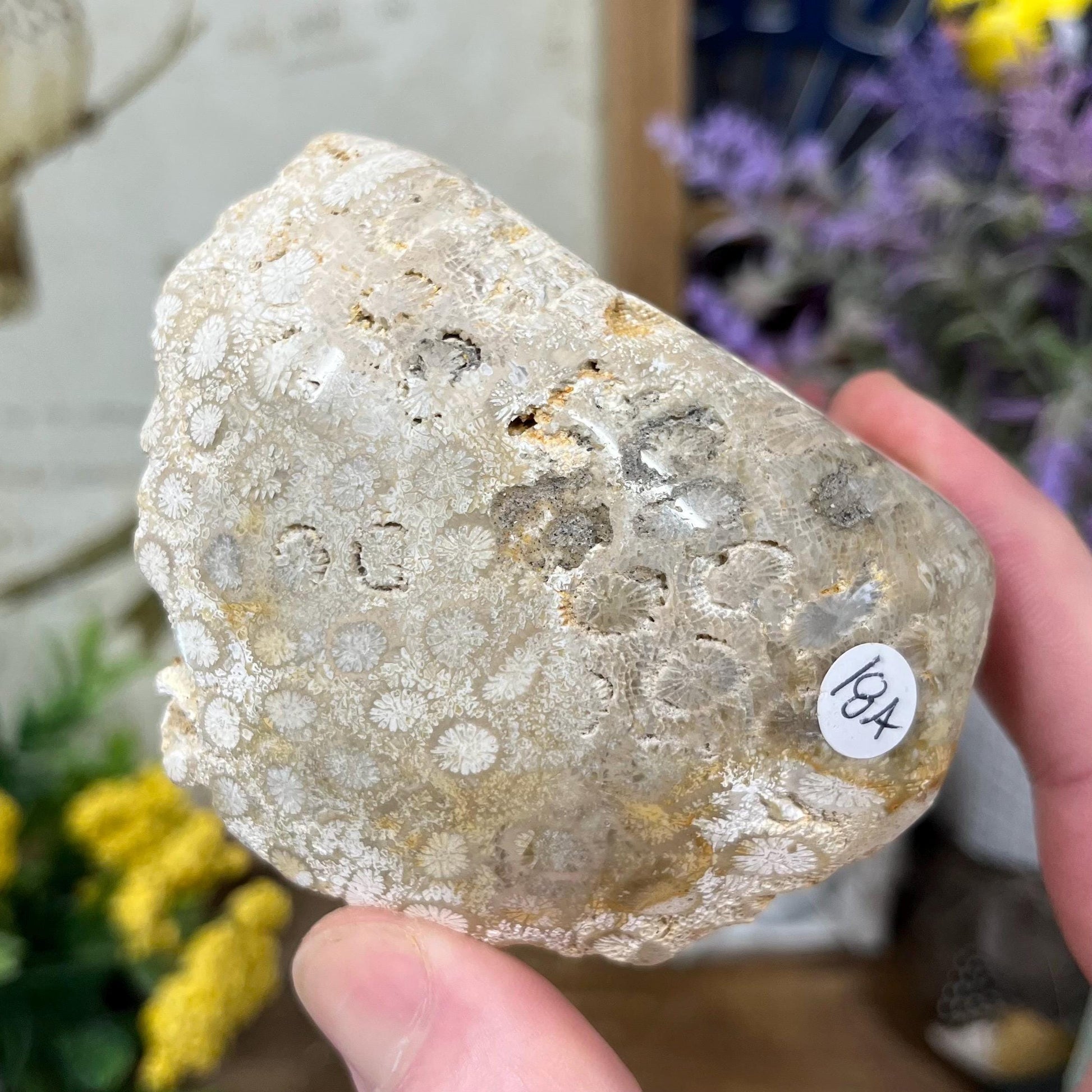 Top-Polished Fossilized Coral from Indonesia | Fossil Coral