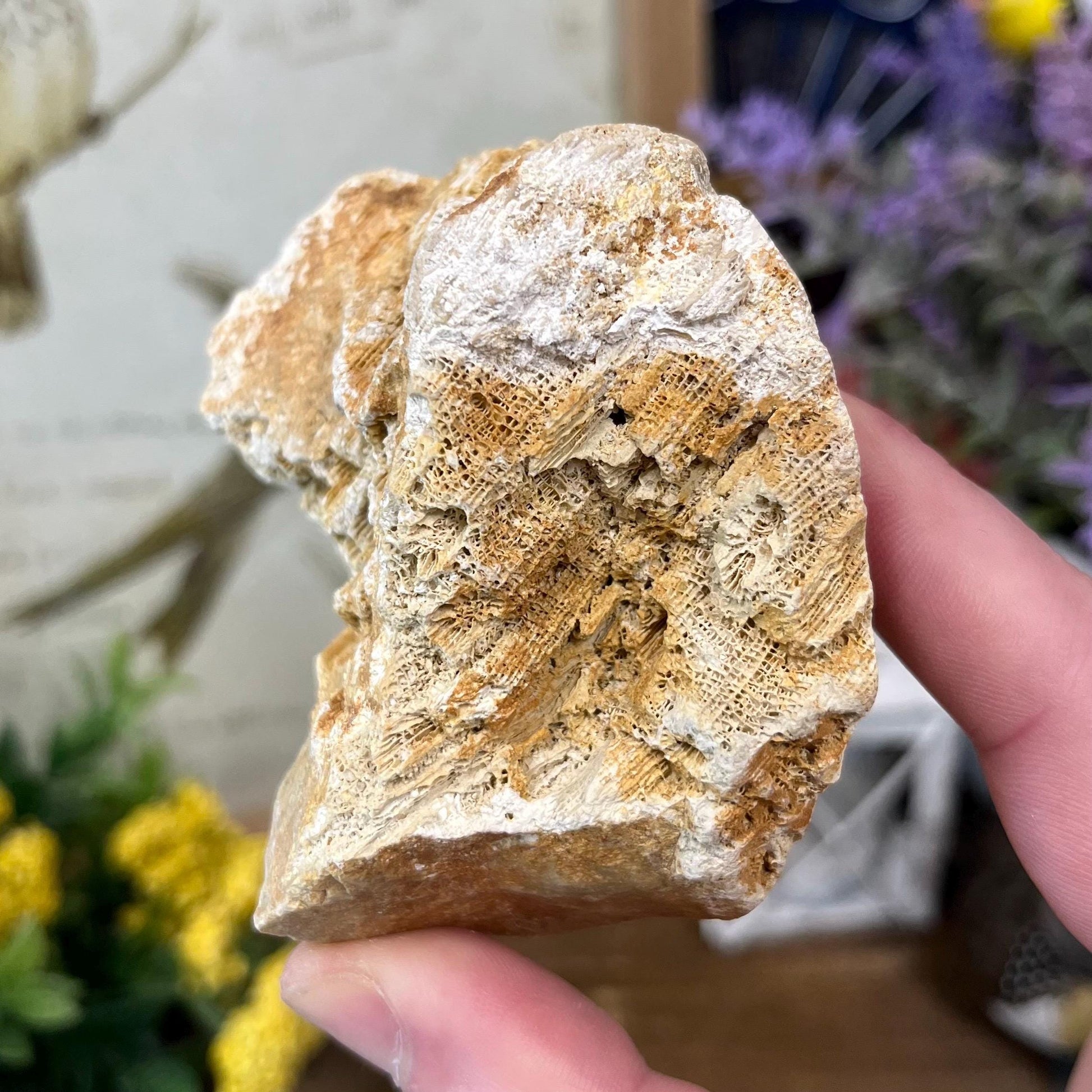 Top-Polished Fossilized Coral from Indonesia | Fossil Coral