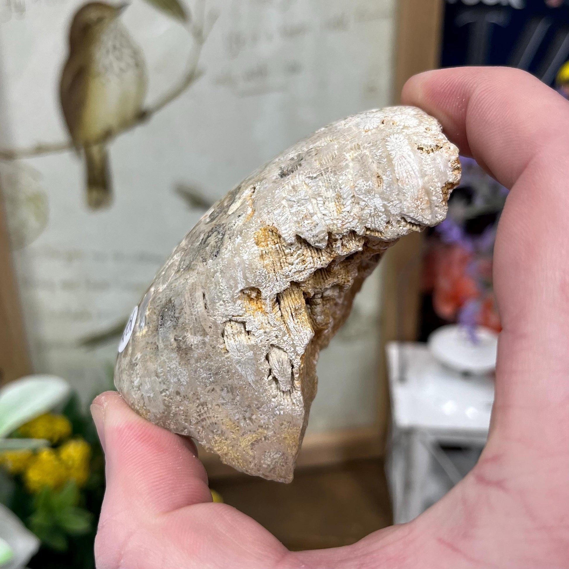 Top-Polished Fossilized Coral from Indonesia | Fossil Coral