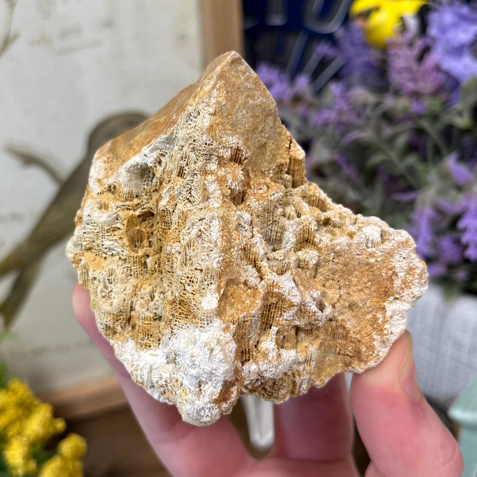 Top-Polished Fossilized Coral from Indonesia | Fossil Coral
