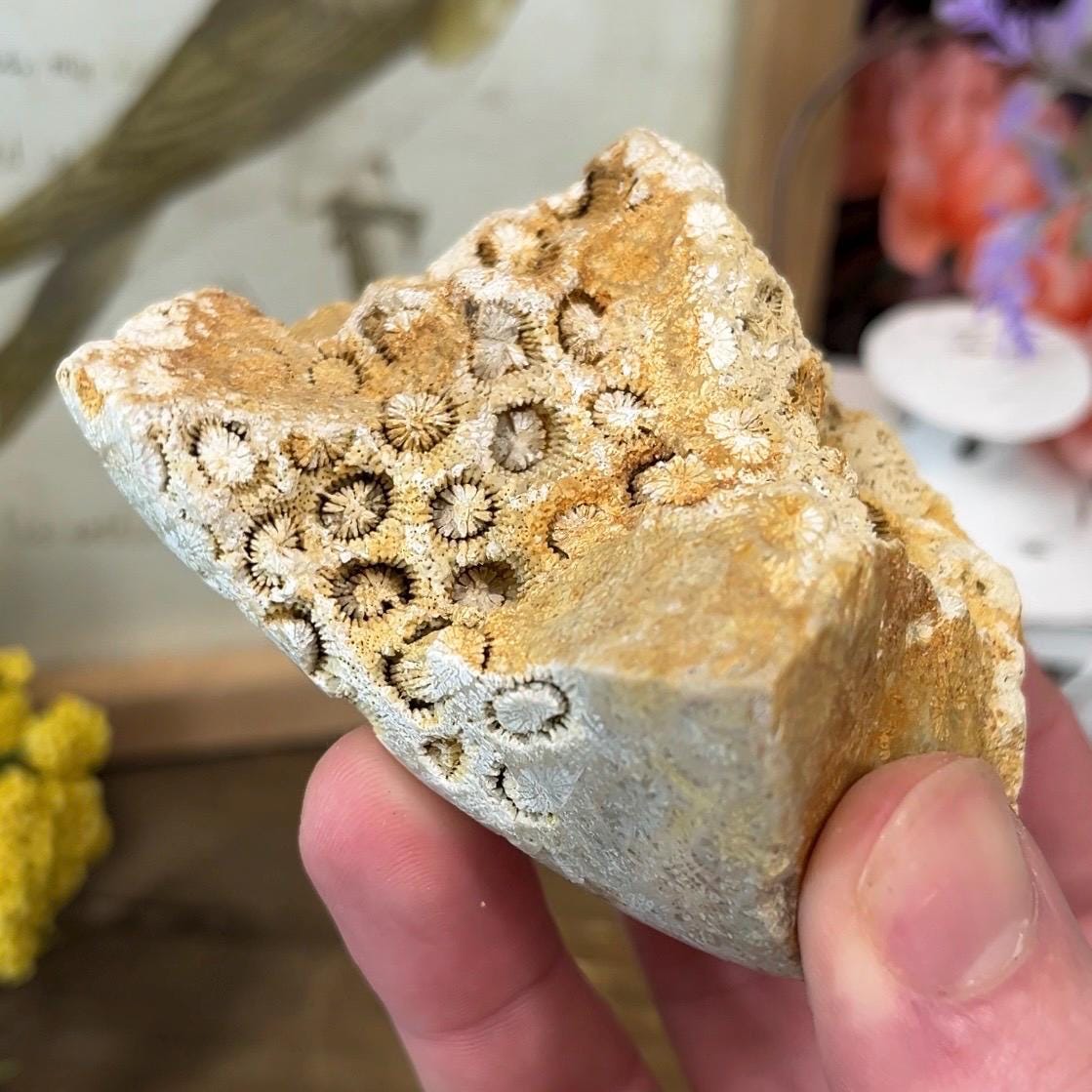 Top-Polished Fossilized Coral from Indonesia | Fossil Coral
