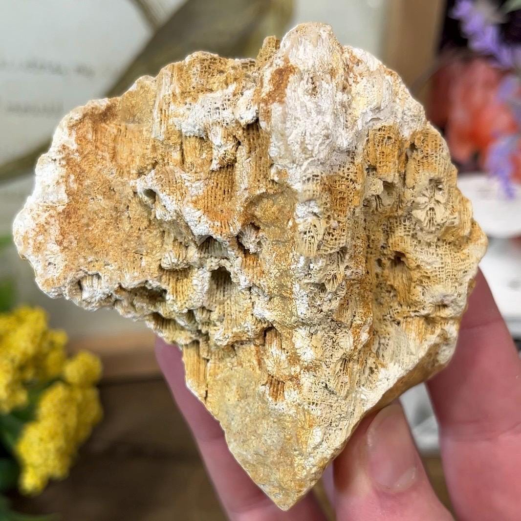 Top-Polished Fossilized Coral from Indonesia | Fossil Coral