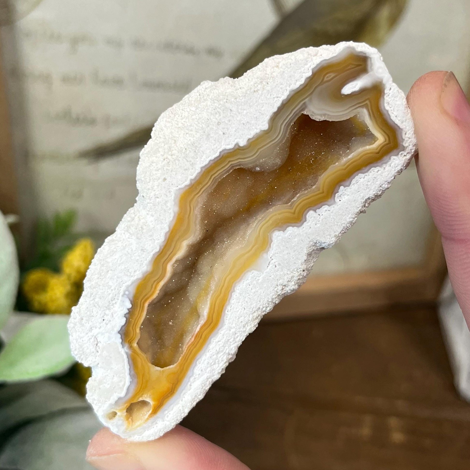 High Quality Agatized Coral | Florida Fossilized Coral | UV Reactive Coral Fossil | Coral Geode