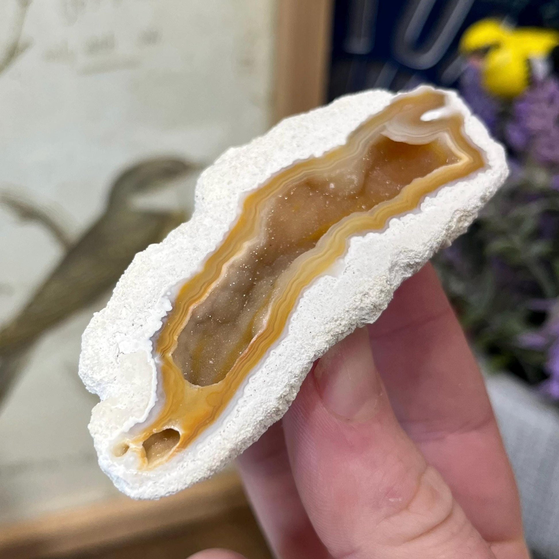 High Quality Agatized Coral | Florida Fossilized Coral | UV Reactive Coral Fossil | Coral Geode