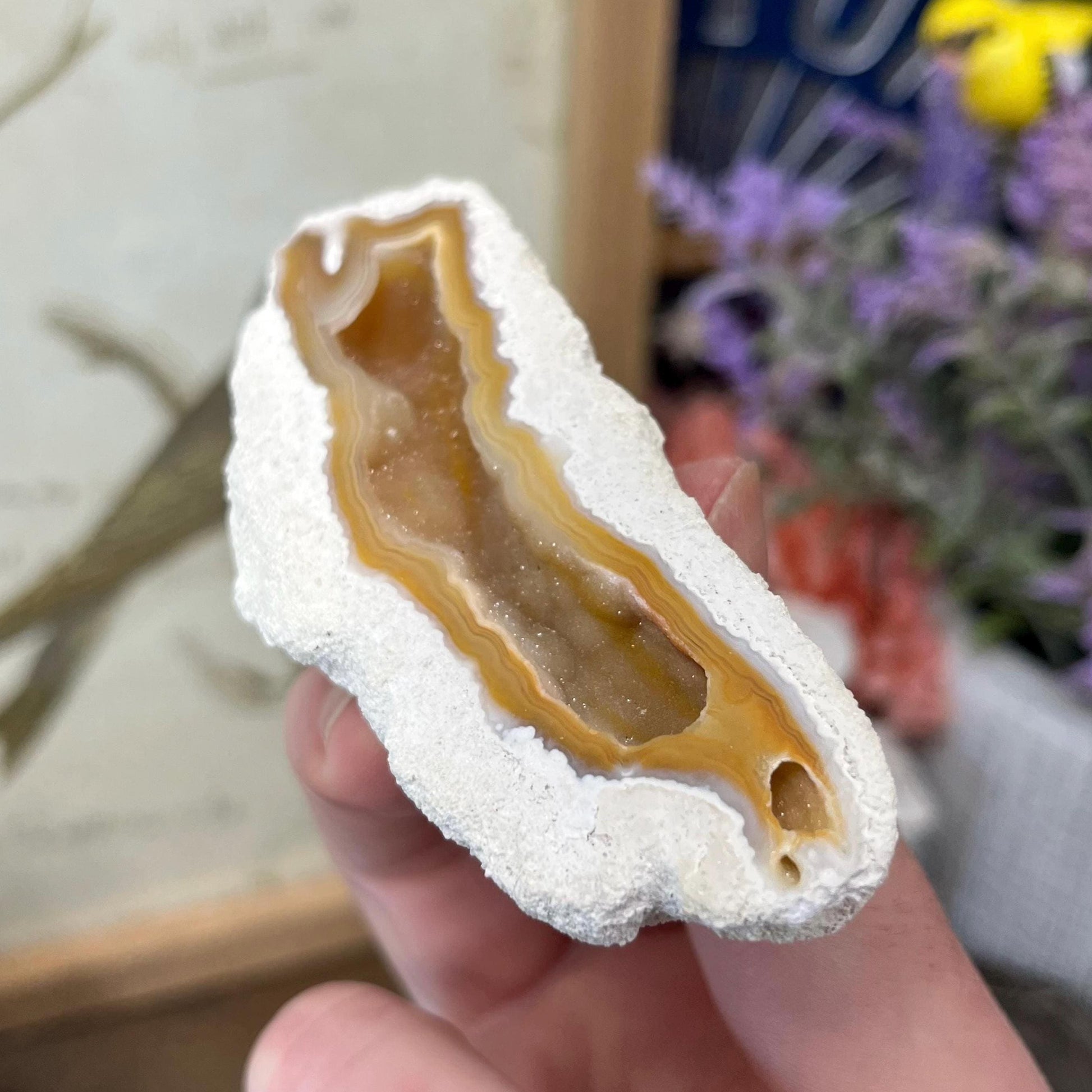 High Quality Agatized Coral | Florida Fossilized Coral | UV Reactive Coral Fossil | Coral Geode