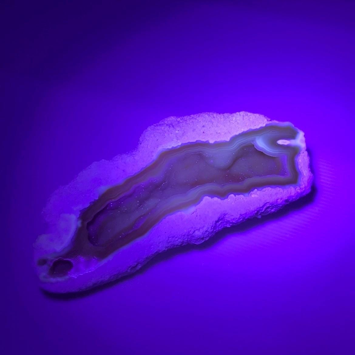 High Quality Agatized Coral | Florida Fossilized Coral | UV Reactive Coral Fossil | Coral Geode