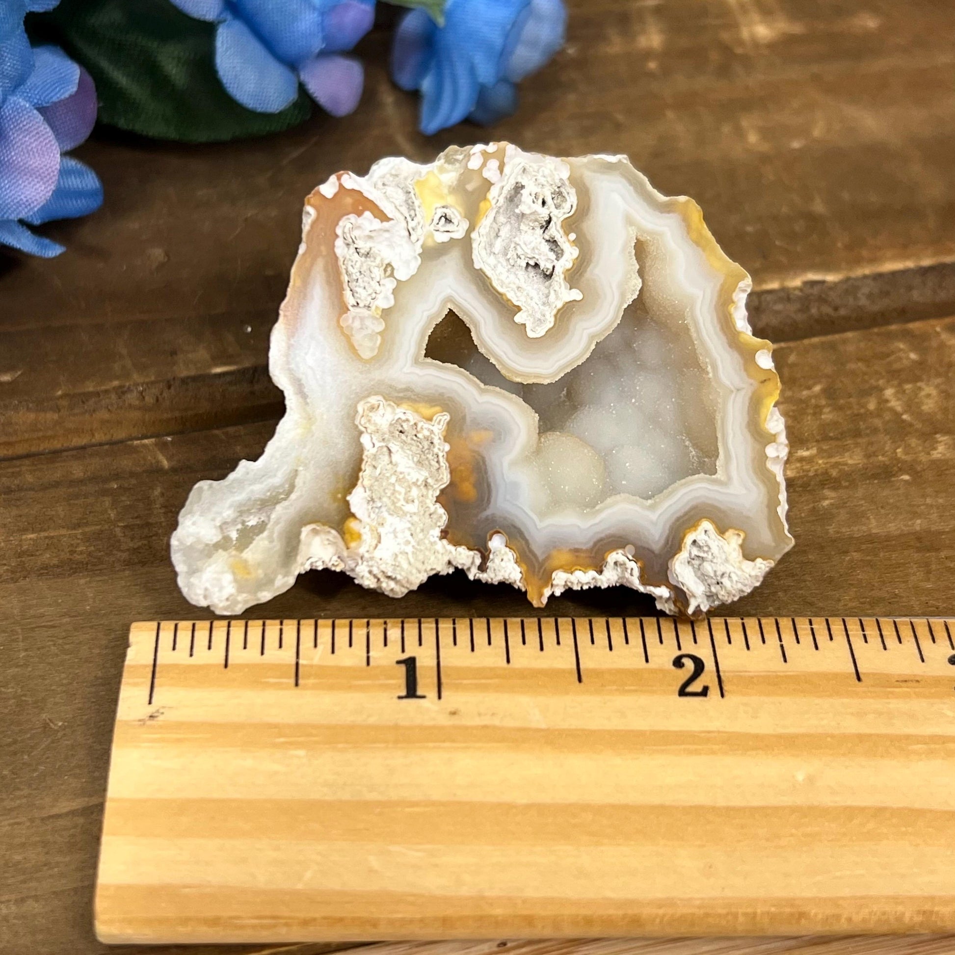 High Quality Agatized Coral | Florida Fossilized Coral | UV Reactive Coral Fossil | Coral Geode