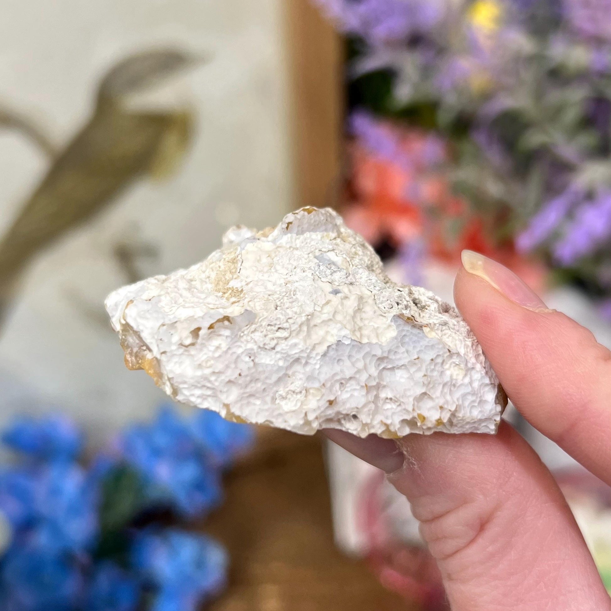 High Quality Agatized Coral | Florida Fossilized Coral | UV Reactive Coral Fossil | Coral Geode