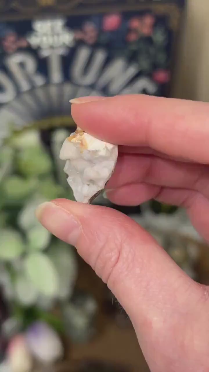 Fossilized Spiralite Quartz Shells | Druzy Quartz Shell | Fossilized Seashell