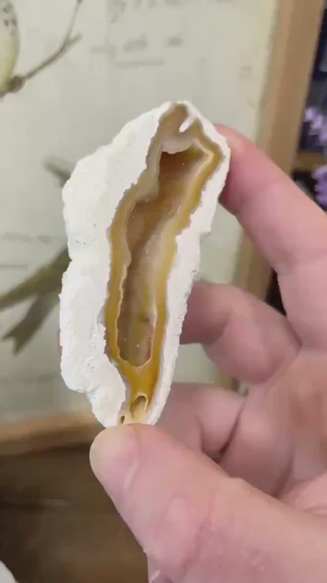 High Quality Agatized Coral | Florida Fossilized Coral | UV Reactive Coral Fossil | Coral Geode