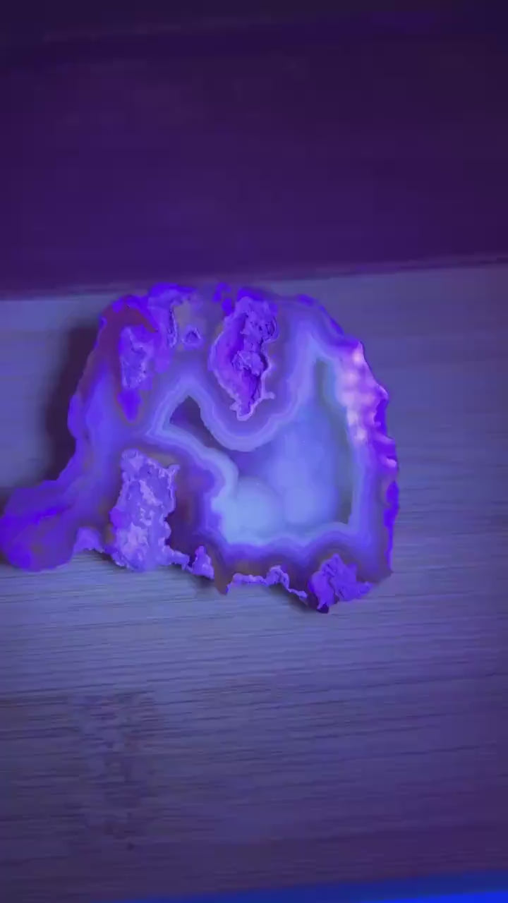 High Quality Agatized Coral | Florida Fossilized Coral | UV Reactive Coral Fossil | Coral Geode