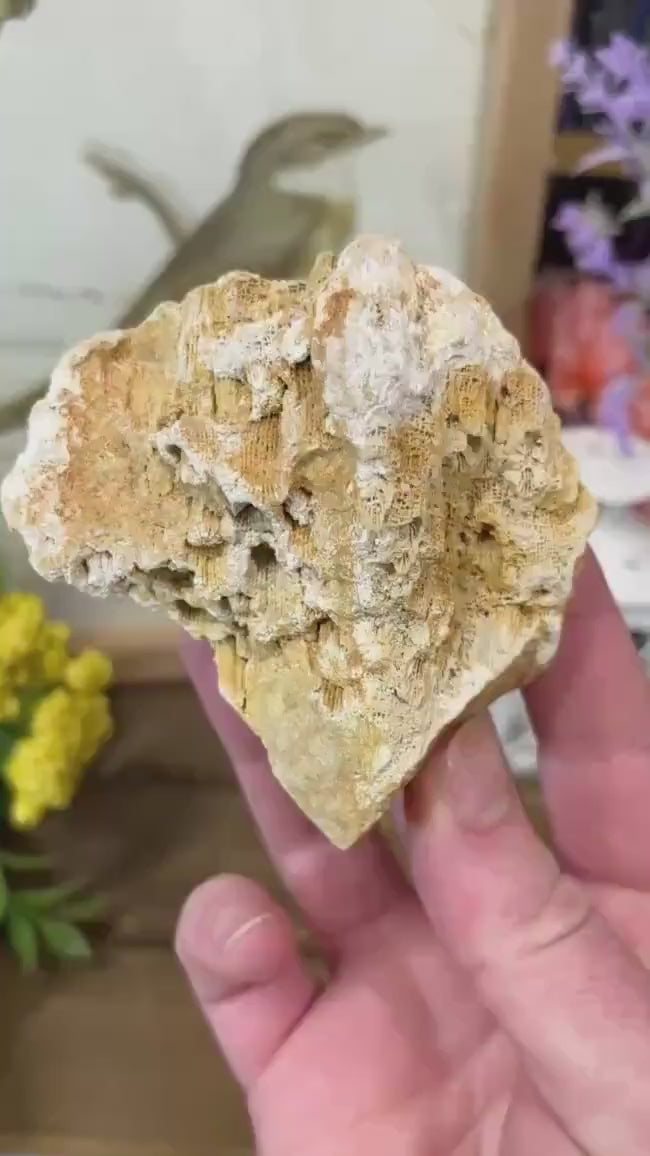 Top-Polished Fossilized Coral from Indonesia | Fossil Coral