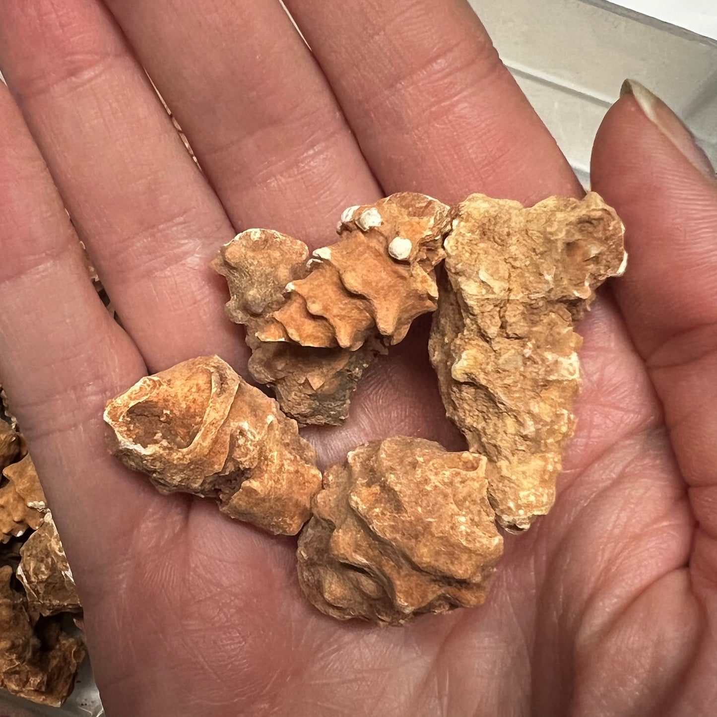 Fossilized Seashell from Morocco