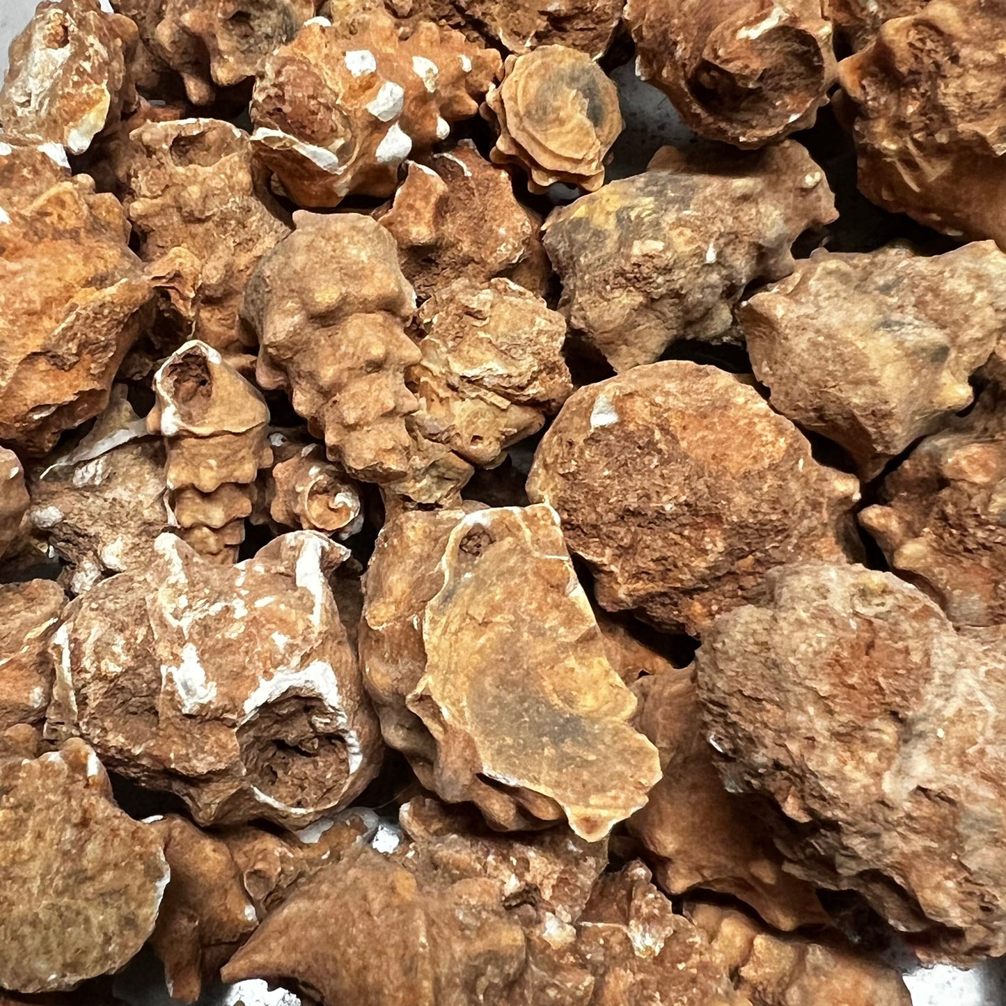 Fossilized Seashell from Morocco