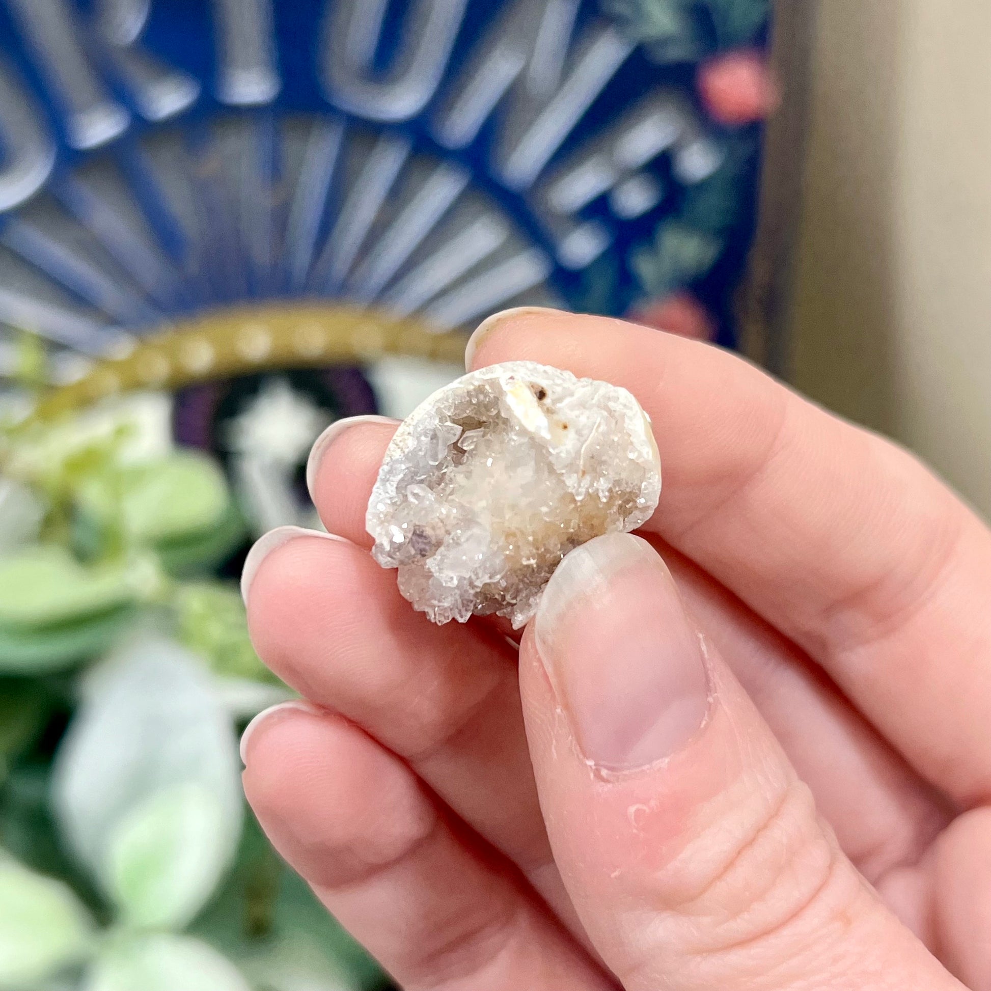 Fossilized Spiralite Quartz Shells | Druzy Quartz Shell | Fossilized Seashell