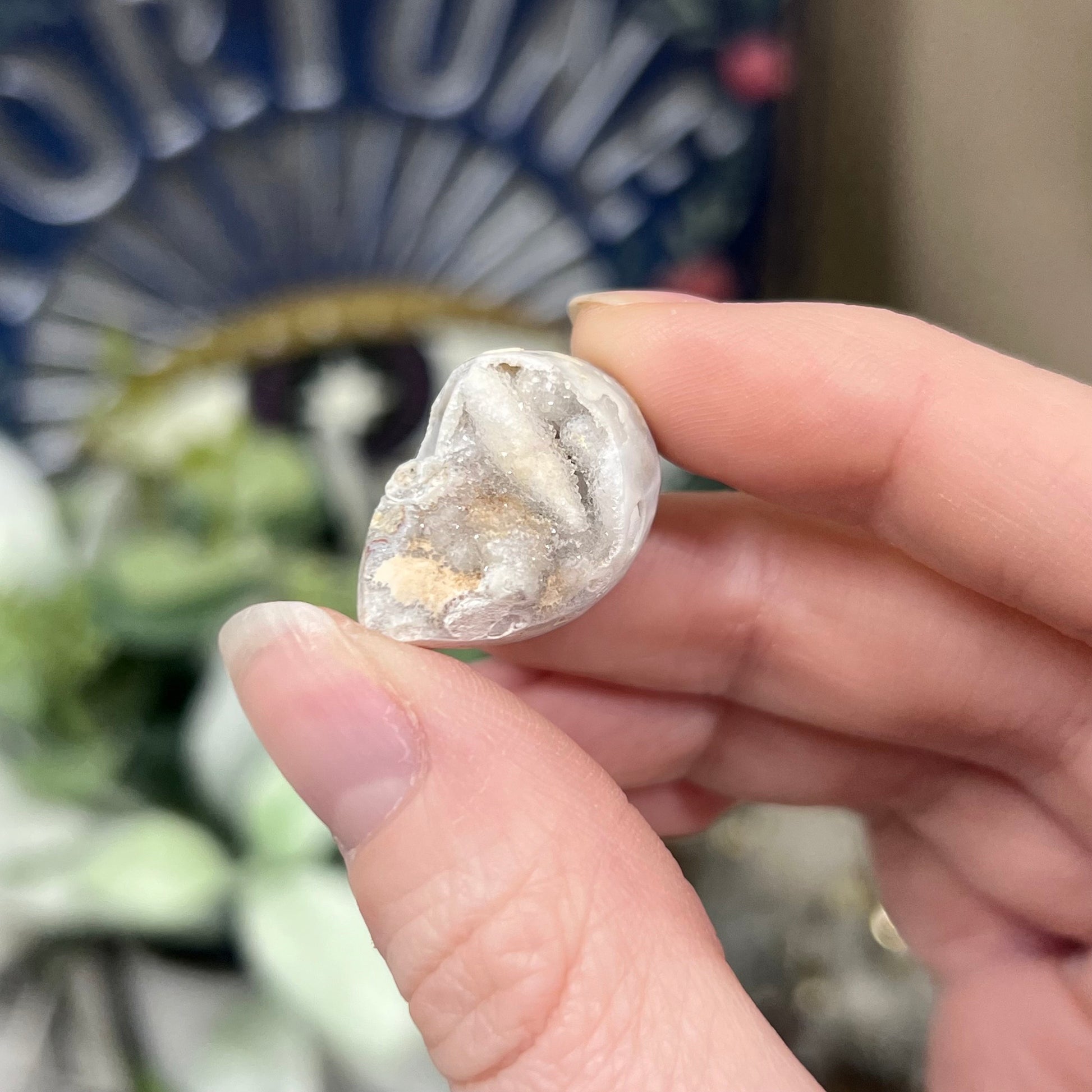 Fossilized Spiralite Quartz Shells | Druzy Quartz Shell | Fossilized Seashell