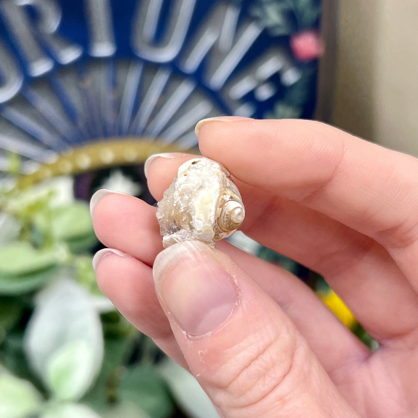 Fossilized Spiralite Quartz Shells | Druzy Quartz Shell | Fossilized Seashell