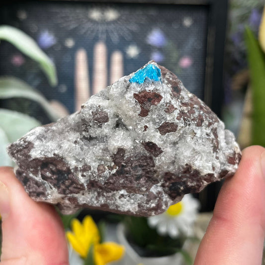 Cavansite on Stilbite | Raw Stilbite | Cavansite Specimen