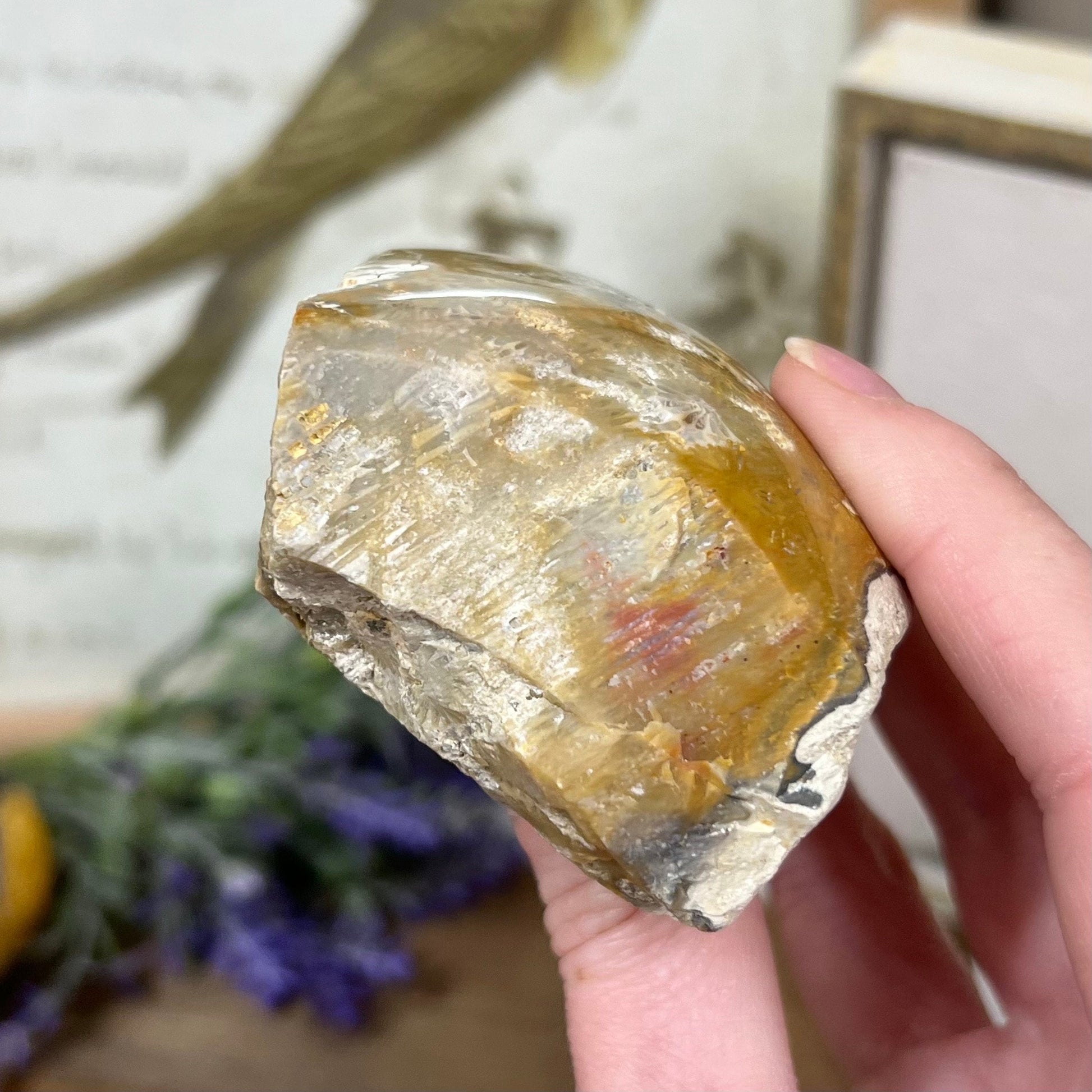 Top-Polished Fossilized Coral from Indonesia | Fossil Coral