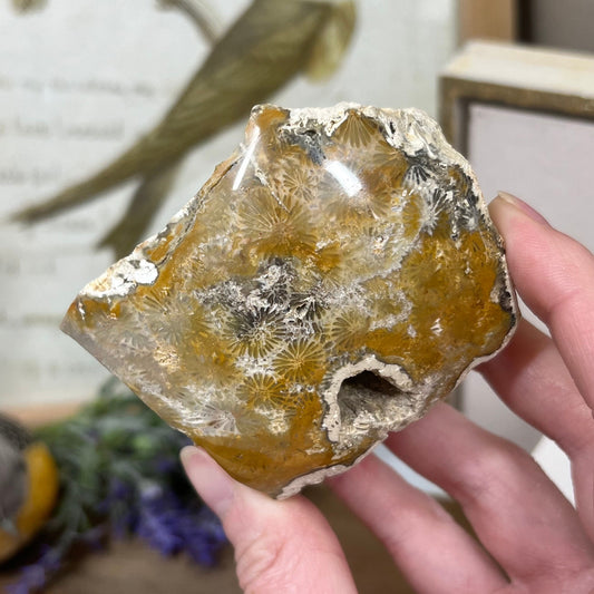 Top-Polished Fossilized Coral from Indonesia | Fossil Coral