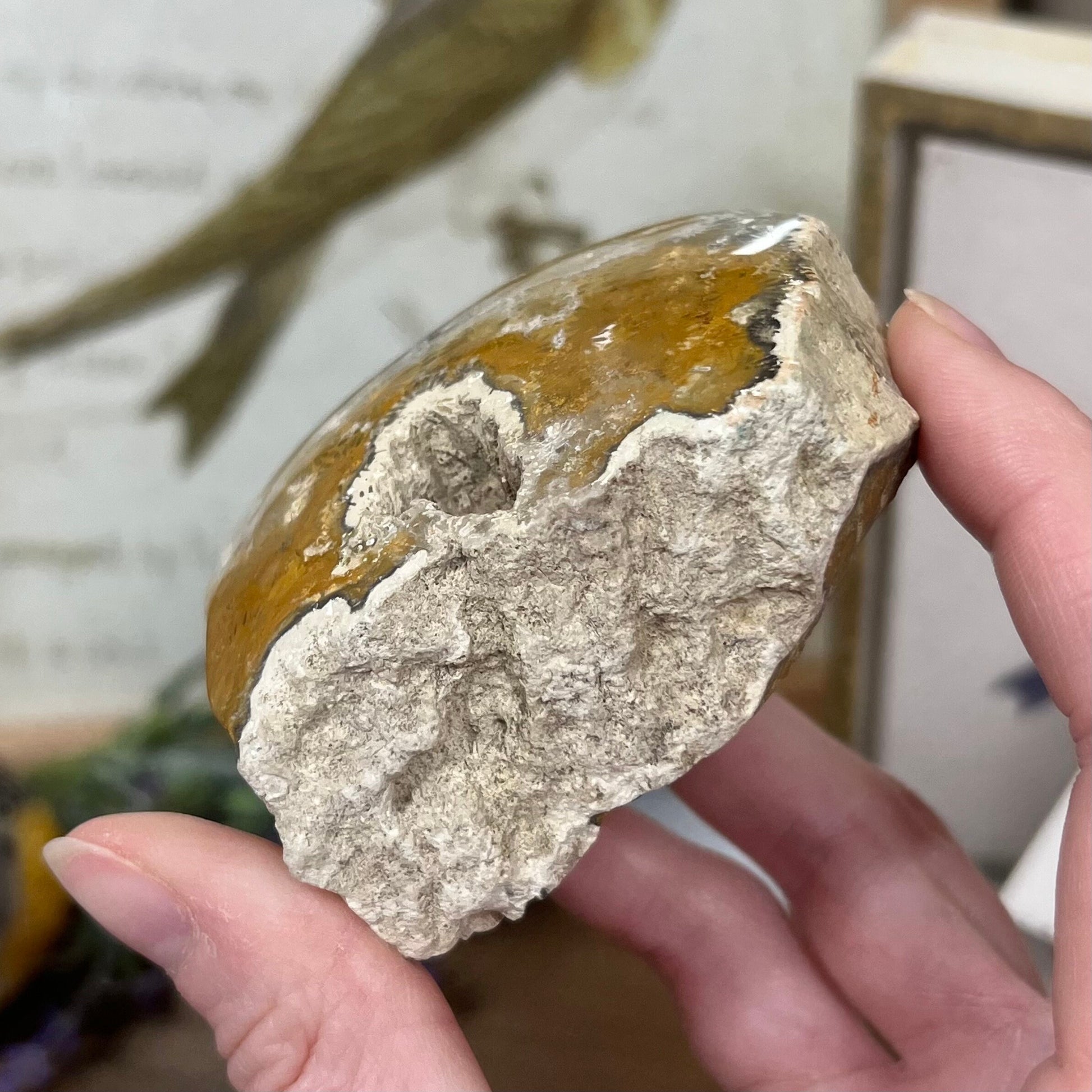 Top-Polished Fossilized Coral from Indonesia | Fossil Coral