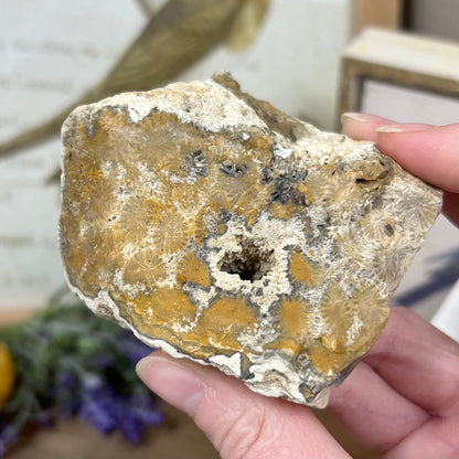 Top-Polished Fossilized Coral from Indonesia | Fossil Coral