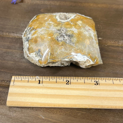 Top-Polished Fossilized Coral from Indonesia | Fossil Coral