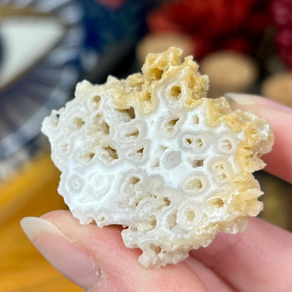 High Quality Small Agatized Coral | Florida Fossilized Coral | Coral Geode