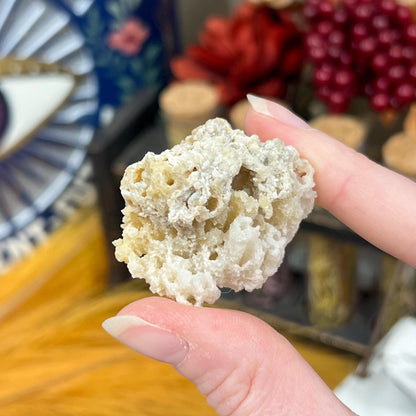 High Quality Small Agatized Coral | Florida Fossilized Coral | Coral Geode