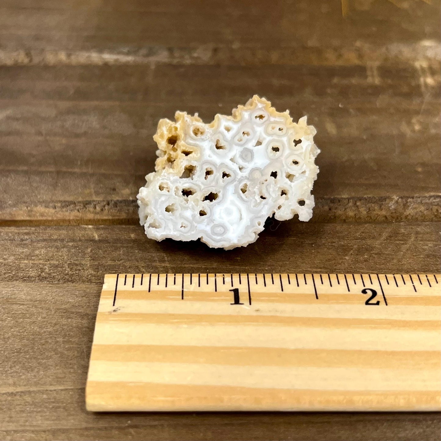 High Quality Small Agatized Coral | Florida Fossilized Coral | Coral Geode