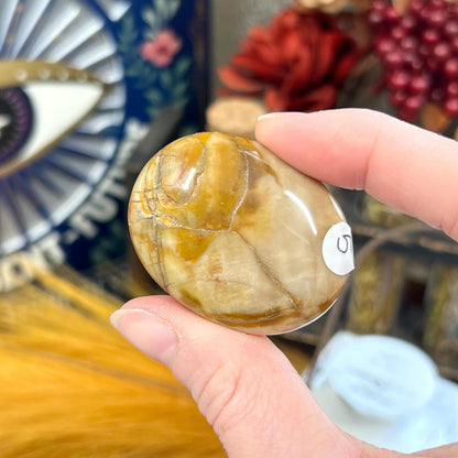 Petrified Wood Palm Stone | Madagascan Petrified Wood | Unique Crystals | Pocket Crystals