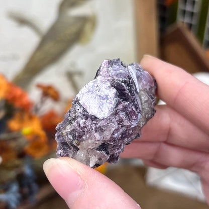 Raw Purple Mica Cluster | Raw Lepidolite | Gem Lepidolite | Purple Mica on Quartz